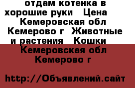 отдам котенка в хорошие руки › Цена ­ 1 - Кемеровская обл., Кемерово г. Животные и растения » Кошки   . Кемеровская обл.,Кемерово г.